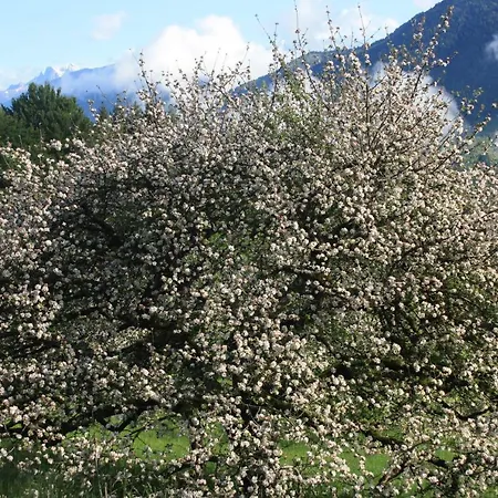 Diffuso