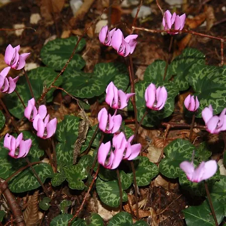 Semesterbostad Diffuso