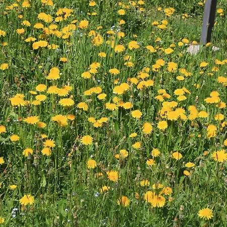 Semesterbostad Diffuso *