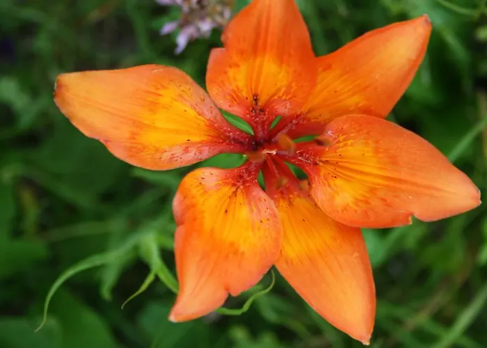 Holiday home Diffuso