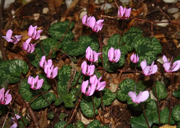 Holiday home Diffuso