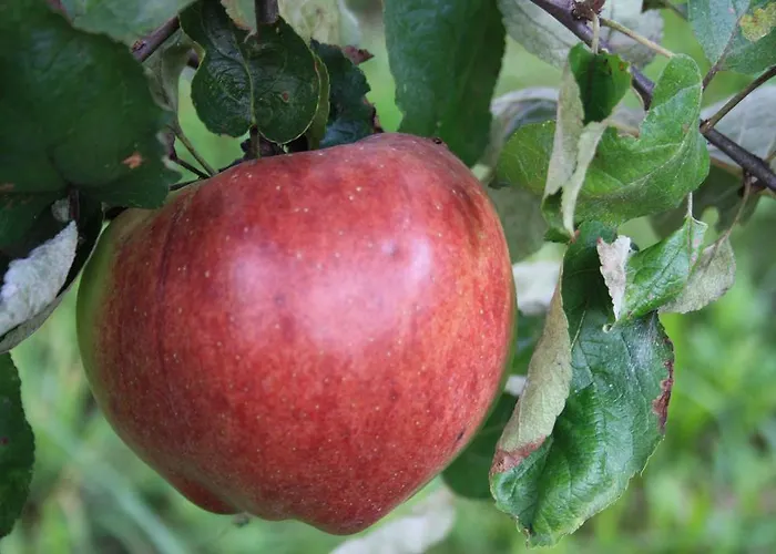 Сasa de vacaciones Diffuso *