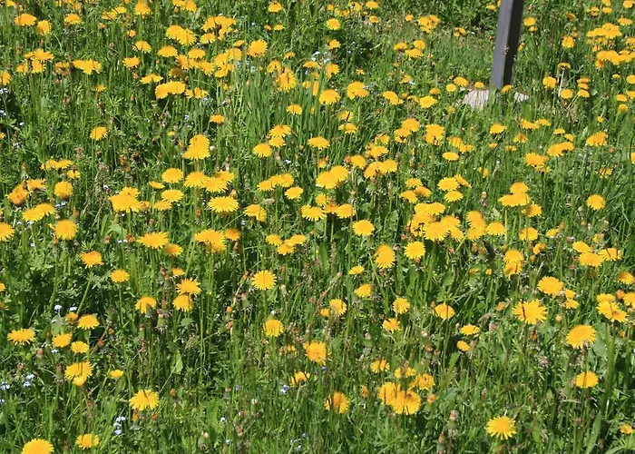 Holiday home Diffuso *